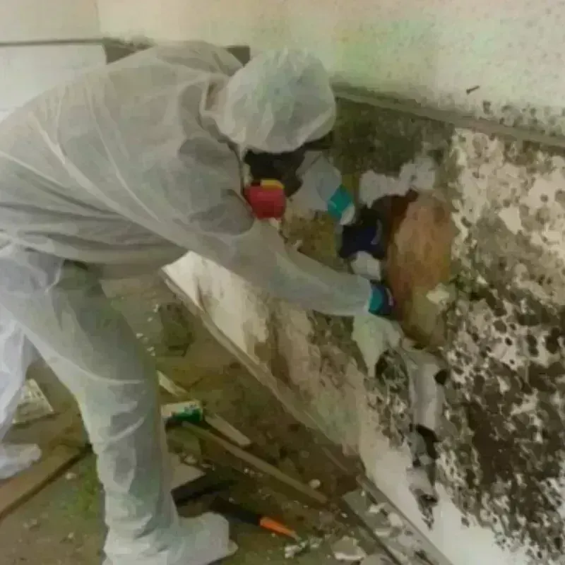 Mold Remediation and Removal in Montague, CA